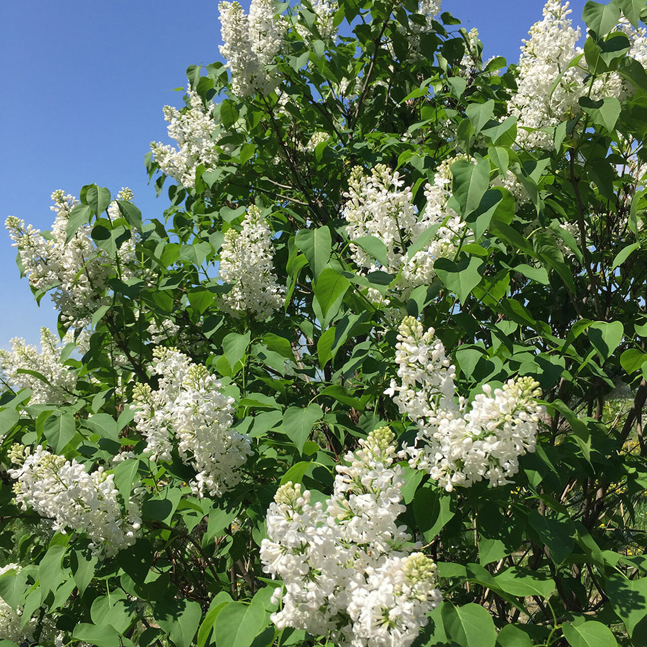 "Alba" Syringa vulgaris