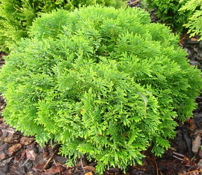 Thuja occidentalis 'Danica' Rietumu tūja 