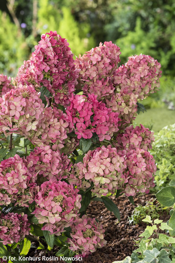 Skarainā hortenzija ‘Petit Star’