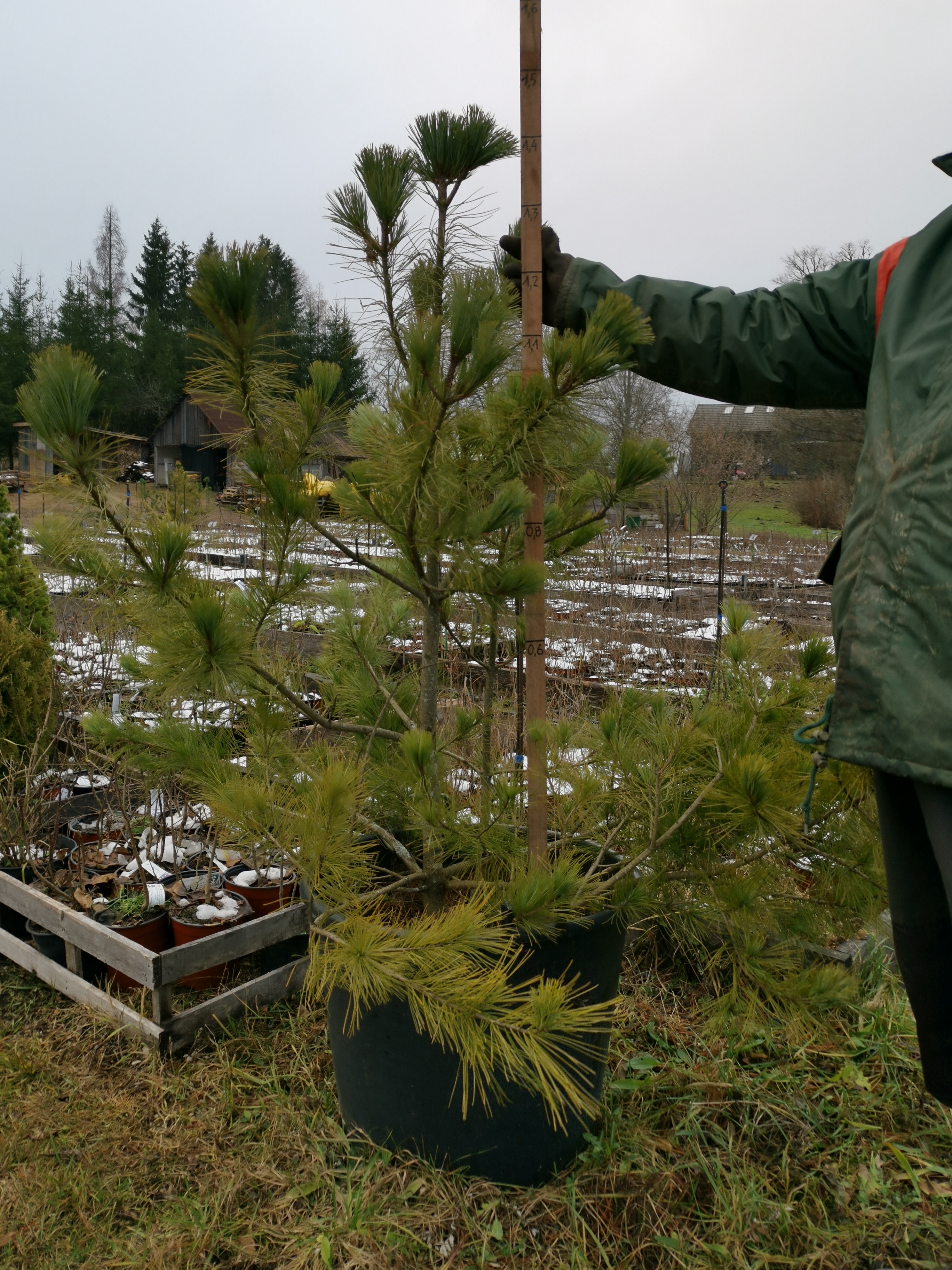 Pinus coreana - Korejas ciedru priede