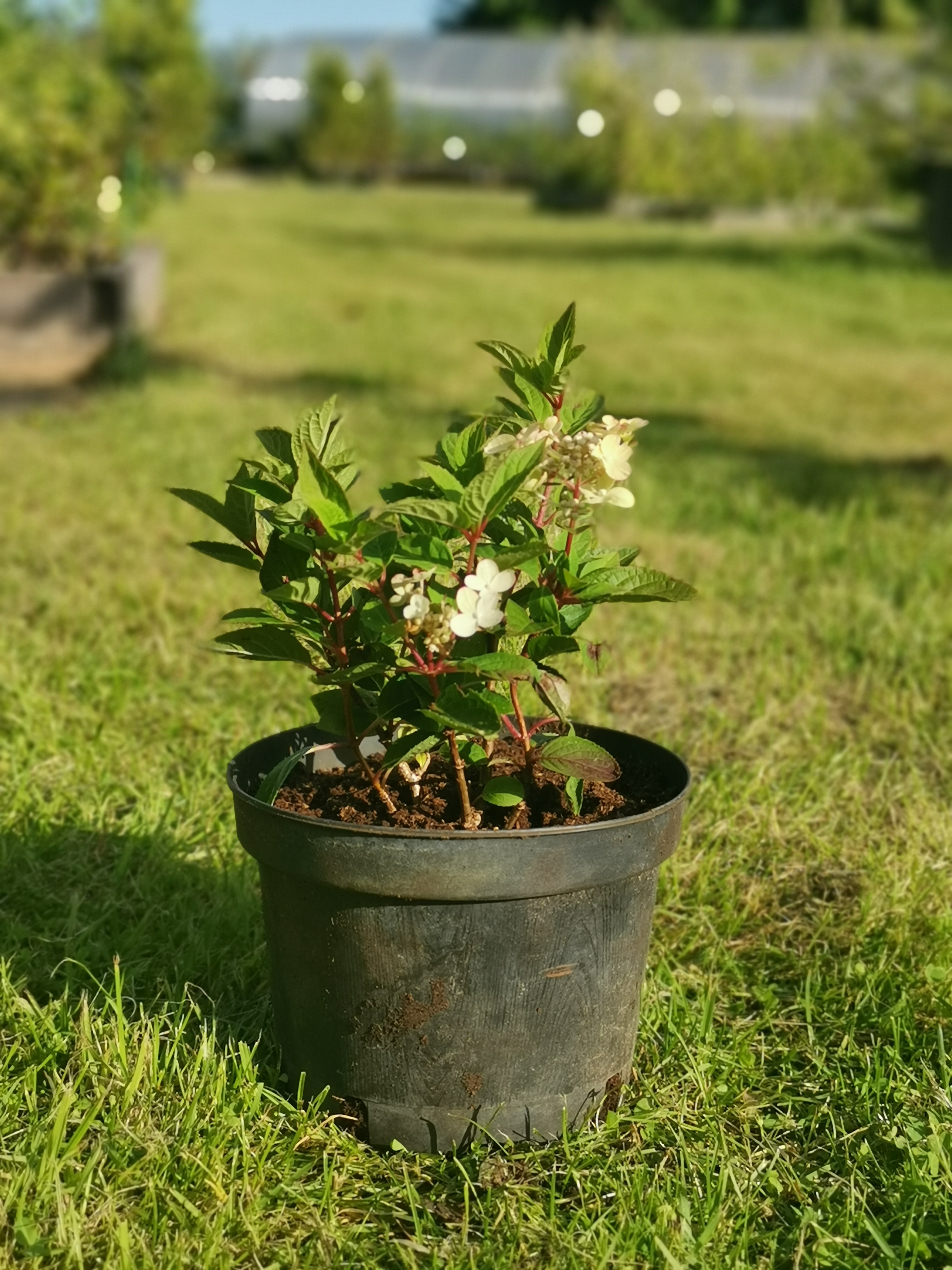 Hydrangea paniculata 'POLESTAR'