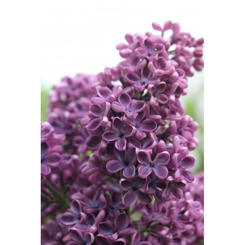 ''Sarah Sands'' Syringa vulgaris