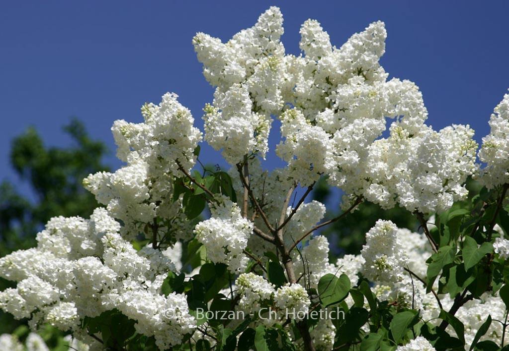 Syringa vulgaris 'Mont Blanc'