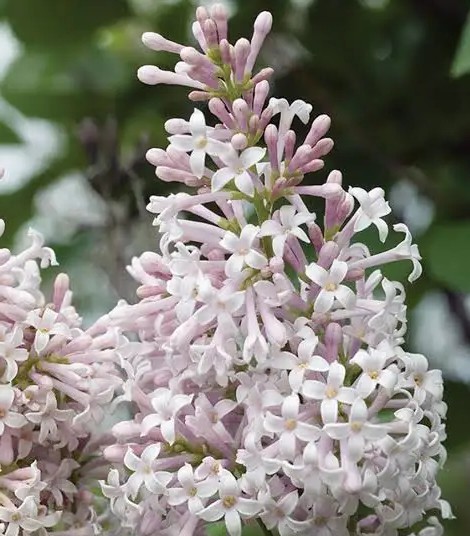 Syringa Villosa Matainais ceriņš