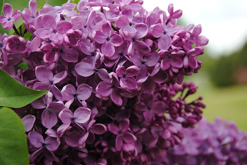 "Daudzpusīgais Zemzaris'' Syringa vulgaris 