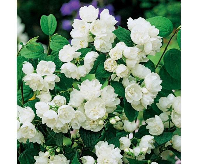 Philadelphus "Rosace"