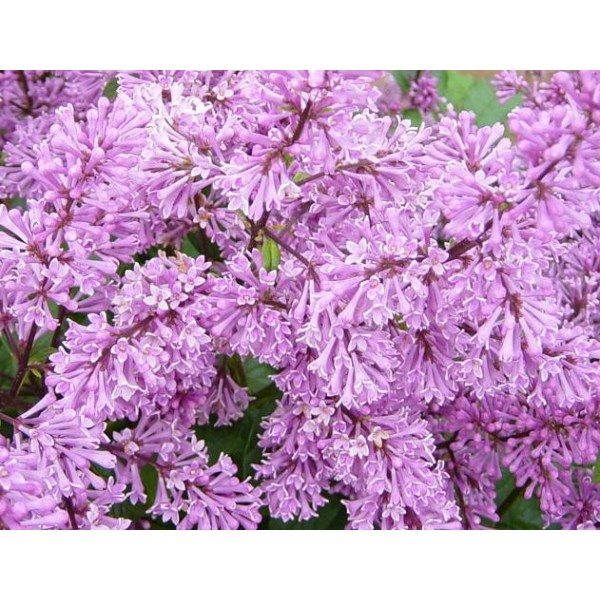 "Minuet" Syringa prestoniae "Minuet" Syringa prestoniae