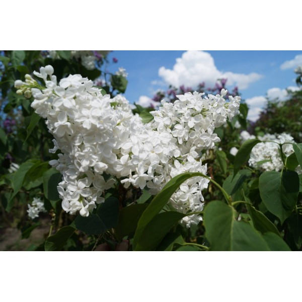 'Galina Ulanova' syringa vulgaris
