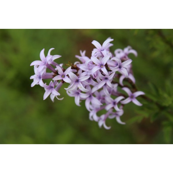 Syringa afganica (protolaciniata)