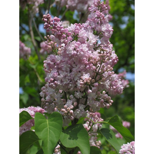 Syringa vulgaris "Atheline Wilbur"