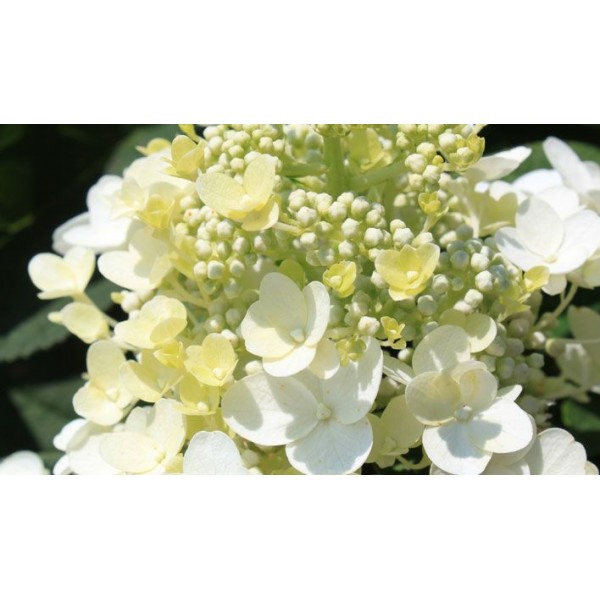 Hydrangea paniculata "Baby Lace"
