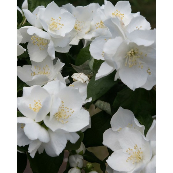 Philadelphys 'Bialy Karzel' Philadelphys 'Bialy Karzel'