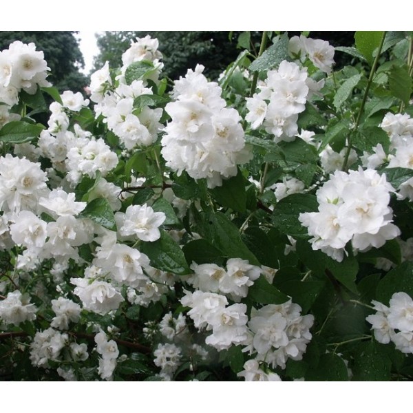 Philadelphus "Bouquet Blanc"