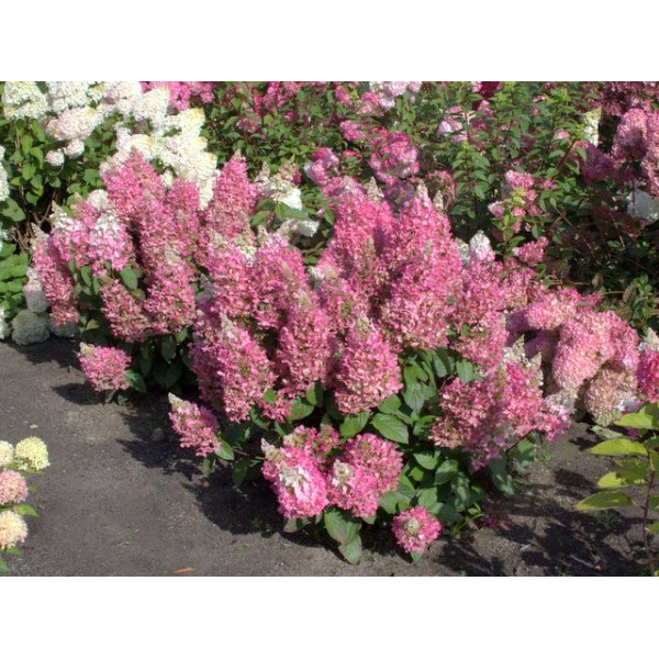 Hydrangea paniculata "Candlelight"