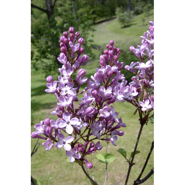 Suringa hyacinthiflora "Dark Night"