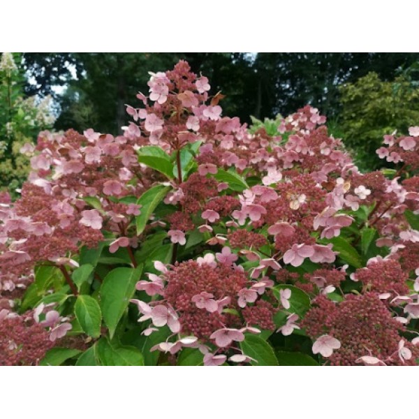 Hydrangea paniculata 'Dharuma'