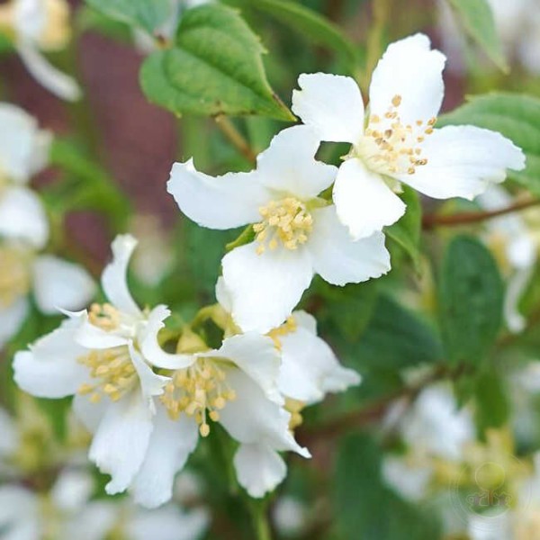 Philadelphus "Erectus"
