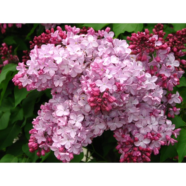 'Ester Staley' Syringa hyacinthiflora