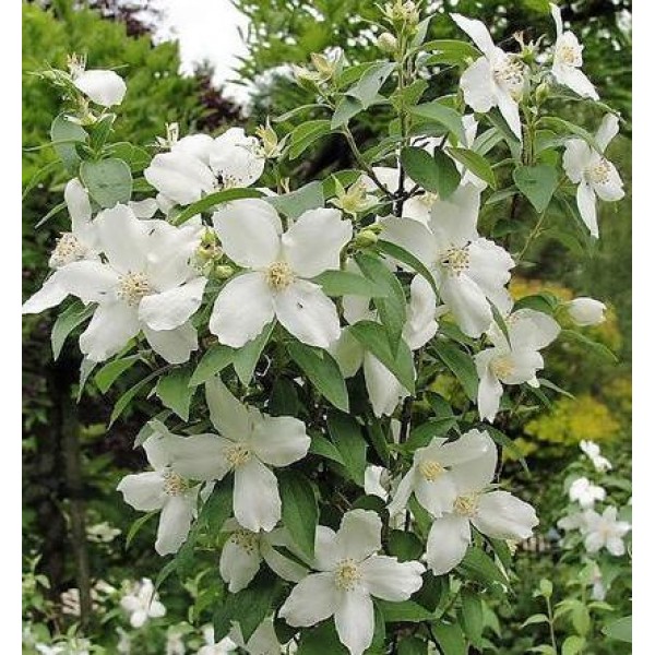 Philadelphus "Silberregen"
