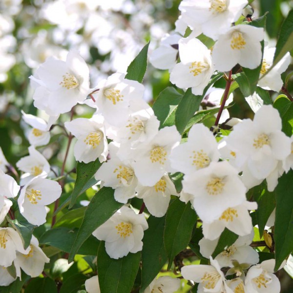 Philadelphus "Starbright"