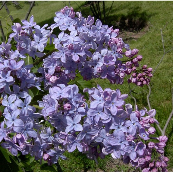 Syringa vulgaris "Firmament"