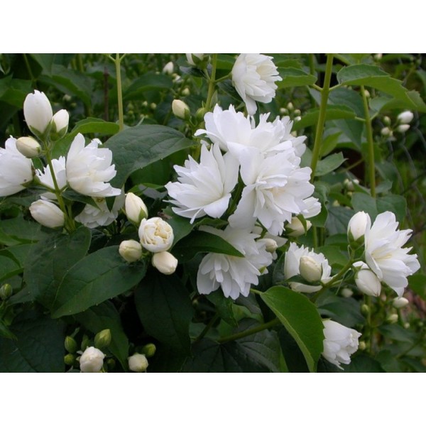 Philadelphys 'Girandole'