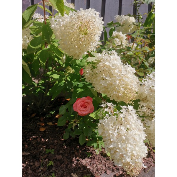 Hydrangea paniculata "Grandifloora"