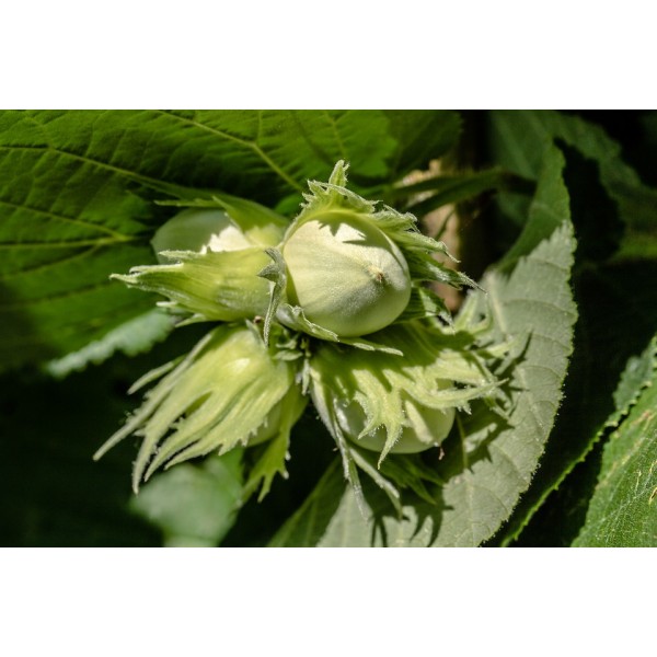 Corylus Avellana, parastā lazda Corylus Avellana, parastā lazda