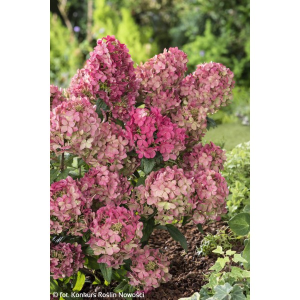 Skarainā hortenzija ‘Petit Star’