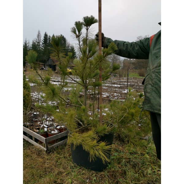 Pinus coreana - Korejas ciedru priede