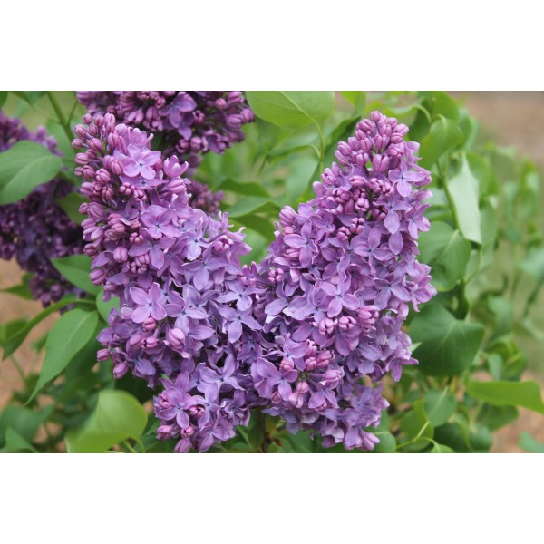 "Imants Ziedonis'' Syringa vulgaris 
