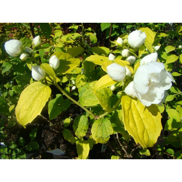 Philadelphus "Yellow Hill"