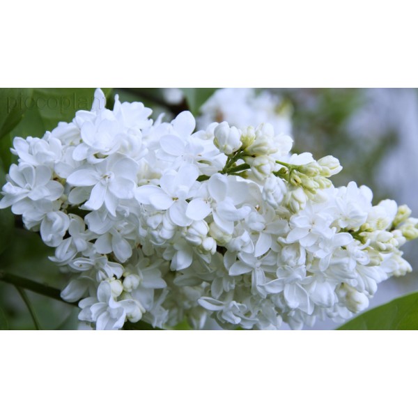 'Jeanna D`ark' syringa vulgaris