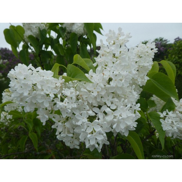 'Koningen Luise' syringa vulgaris