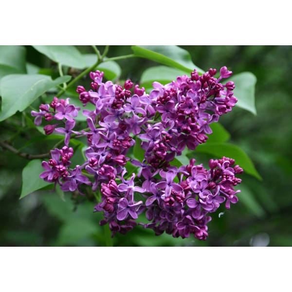 Suringa vulgaris "Kremlevskije Kuranti"