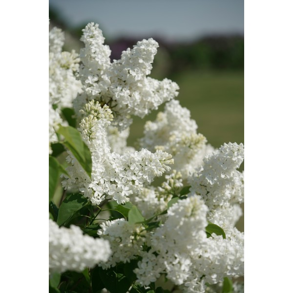 "Lebjoduska" Syringa vulgaris