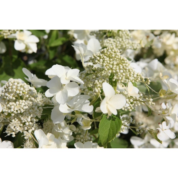 Hydrangea paniculata "Levana"