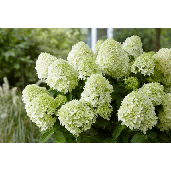 Hydrangea paniculata 'Little Spookey'