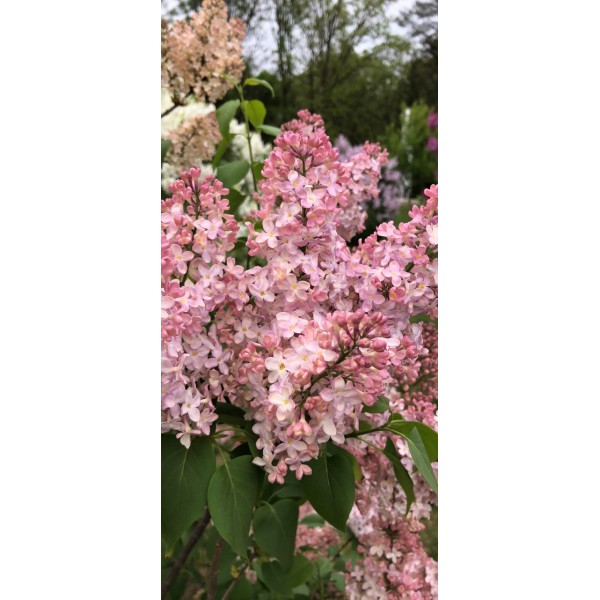 "Lucie Balted" Syringa vulgaris