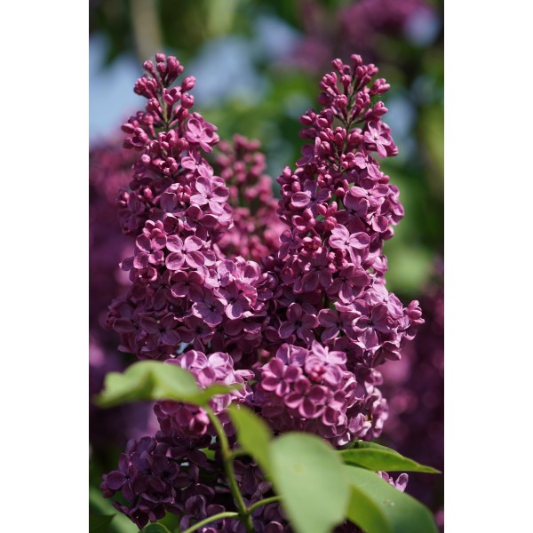 "Ludwig Spaeth" Syringa vulgaris, "Andenken an Ludwig Spath"