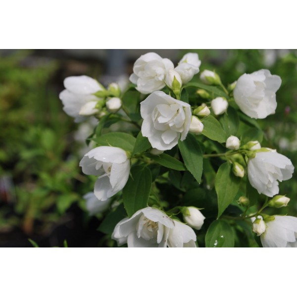 'Manto De Hermine' Philadelphus