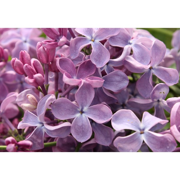 Syringa vulgaris "Mechta"