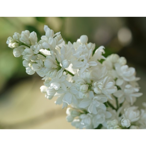 "Miss Ellen Willmot'' Syringa vulgaris