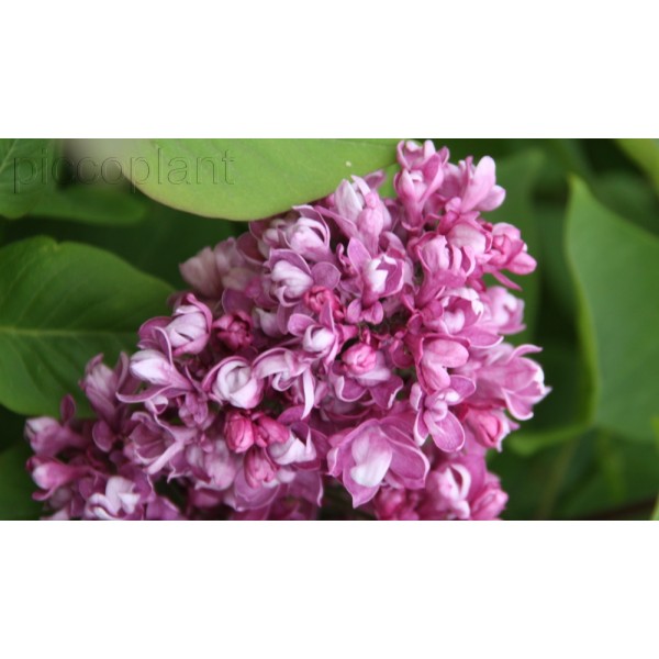 "Mme Nadja N`" Syringa hyacintifloora
