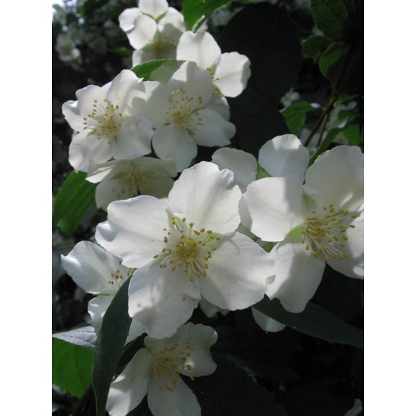 Philadelphus "Mont Blanc"