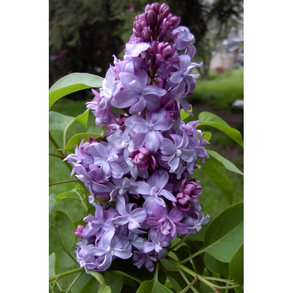 ''Nadezhda'' Syringa vulgaris