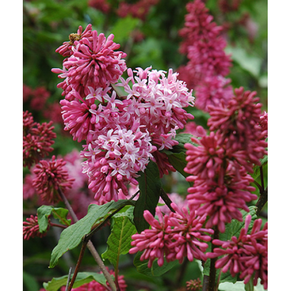 "Nocturne" Syringa x. Prestoniae "Nocturne" Syringa x. Prestoniae
