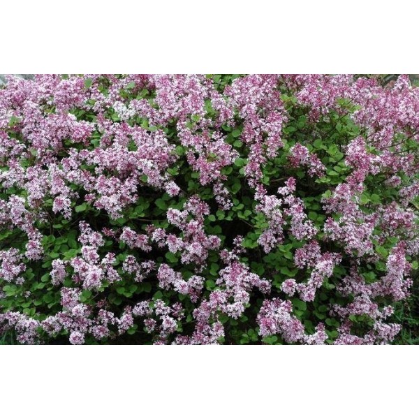 "Palibin" Syringa meyeri