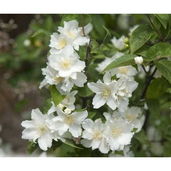 Philadelphus "Dame Blanche"