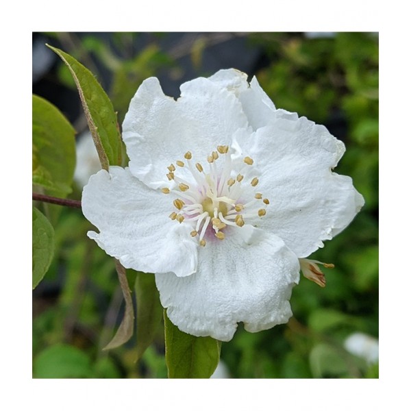 Phyladelphus "Beauclerk"